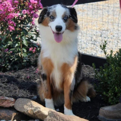 Image for Flat Rock Kennels with ID of: 7043501