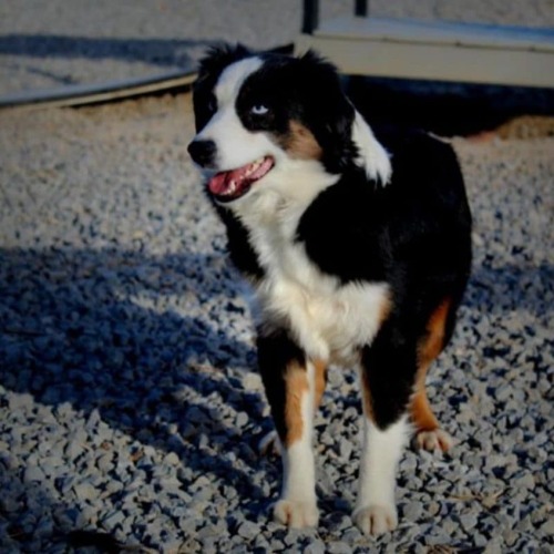 Image for Flat Rock Kennels with ID of: 7043503