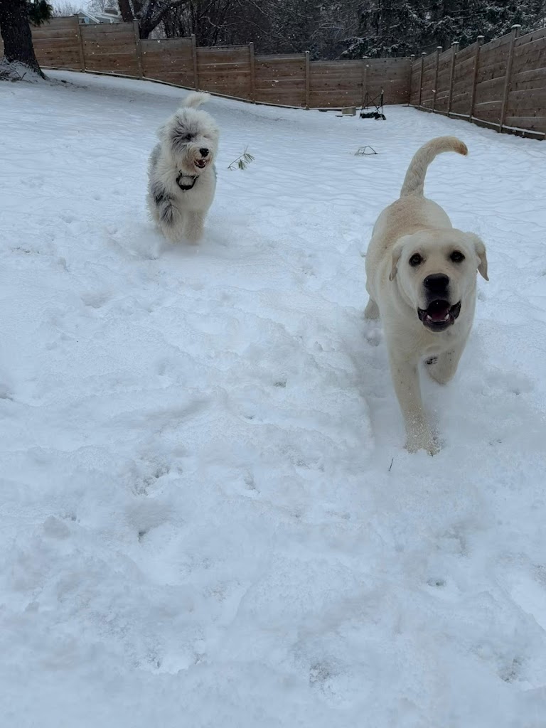Image for Off Leash K9 Training, Syracuse with ID of: 7043545