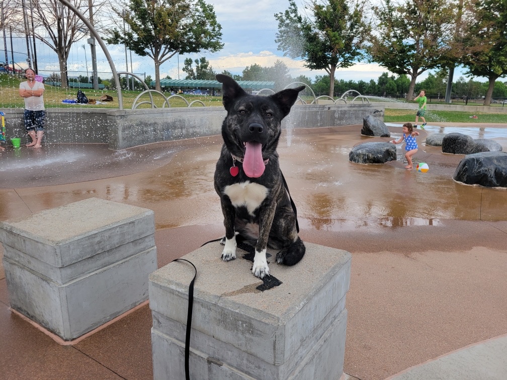 Image for Off-Leash K9 Training - Denver with ID of: 7044636