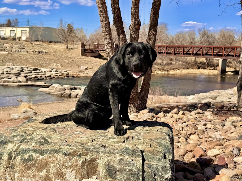 Image for Off-Leash K9 Training - Denver with ID of: 7044637