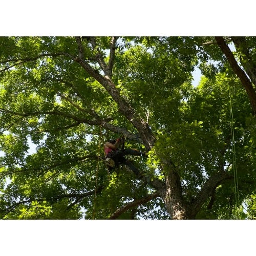 Image for Lubbers & Sons Tree Care with ID of: 7045879