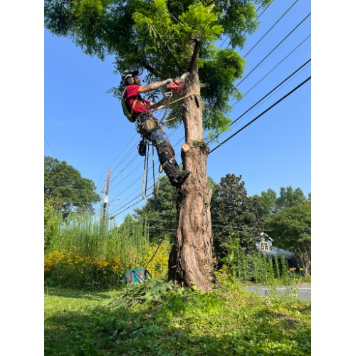 Image for Lubbers & Sons Tree Care with ID of: 7045880