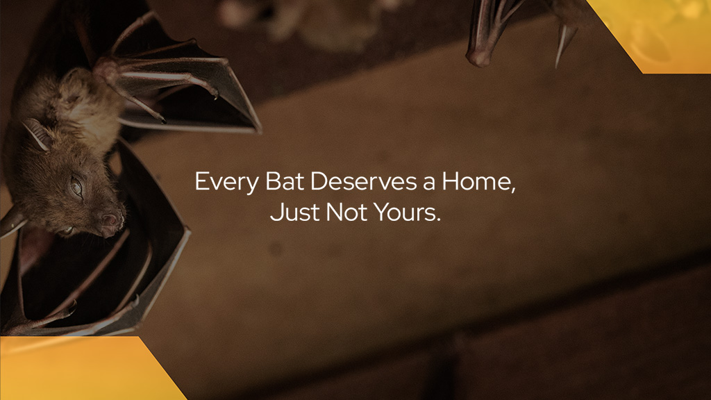 Image for CP Bat Mitigation with ID of: 7048478