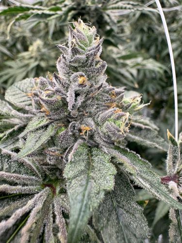 Image for CSC Artisan Buds e.V. with ID of: 7049837