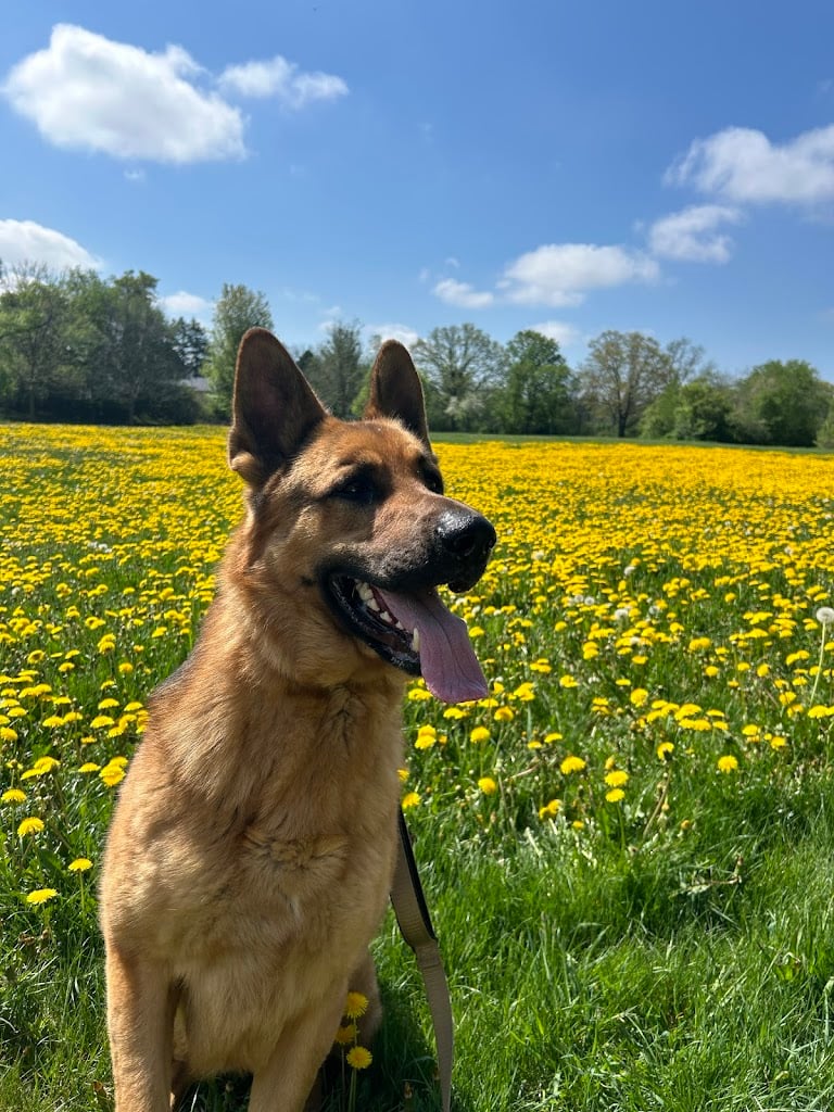 Image for Noble K9 with ID of: 7051288