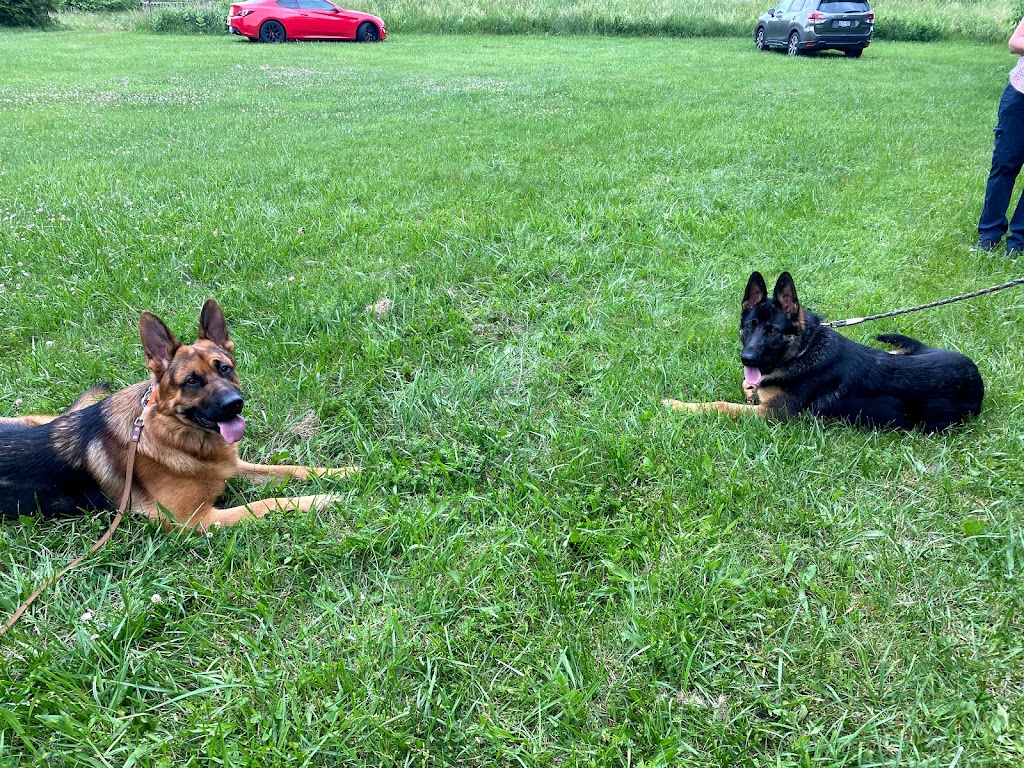 Image for Noble K9 with ID of: 7051293