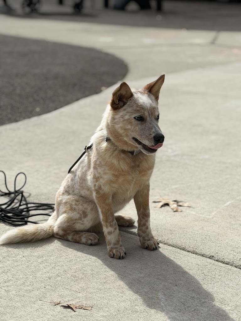 Image for Off Leash K9 Training Winston-Salem with ID of: 7052290