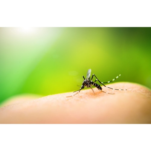 Image for Anticimex Carolinas with ID of: 7052306