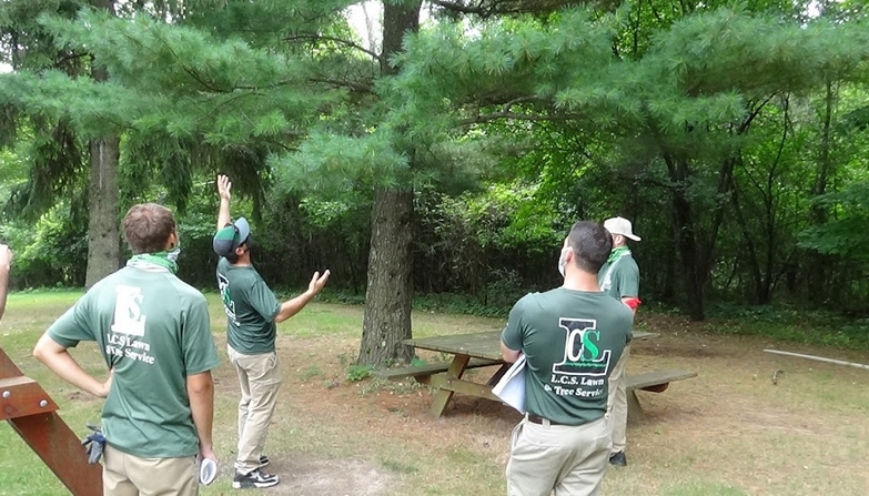 Image for LCS Lawn and Tree Service, Inc. with ID of: 7054684