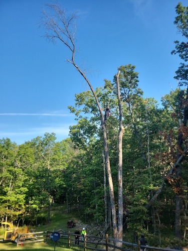 Image for Bryce Tree Service with ID of: 7059696