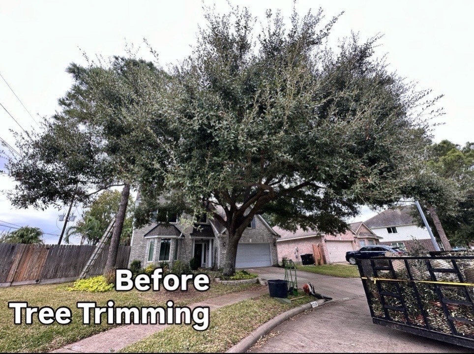 Image for I&B Professional Tree Service with ID of: 7063269