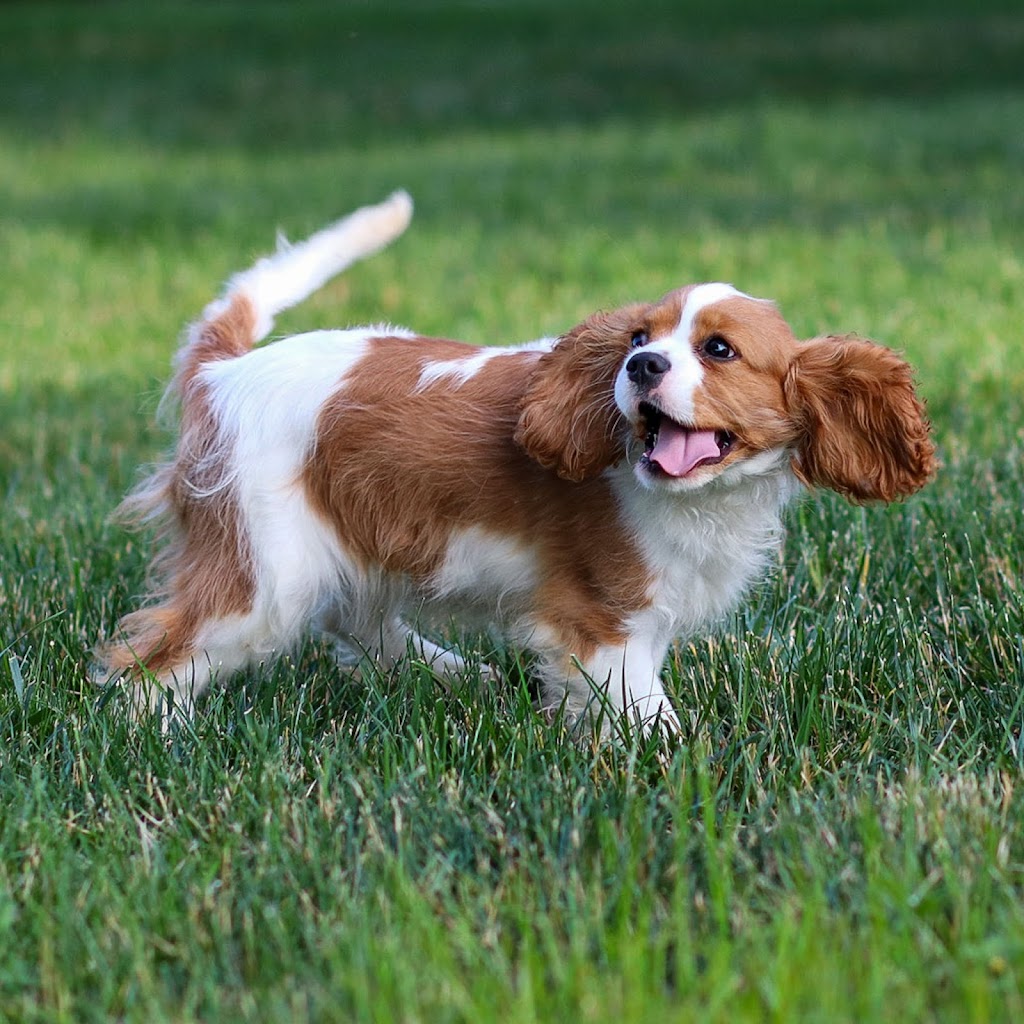 Image for AJ Cavaliers with ID of: 7066722
