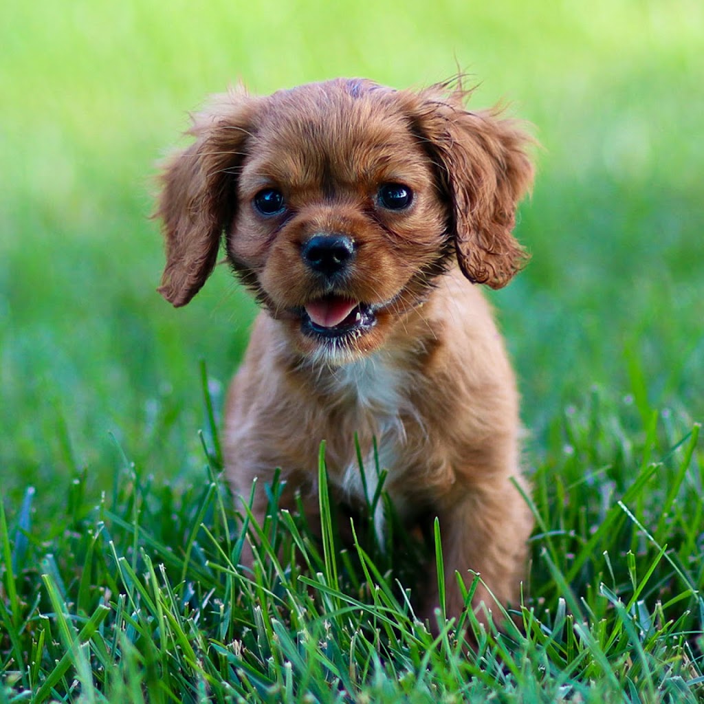 Image for AJ Cavaliers with ID of: 7066723