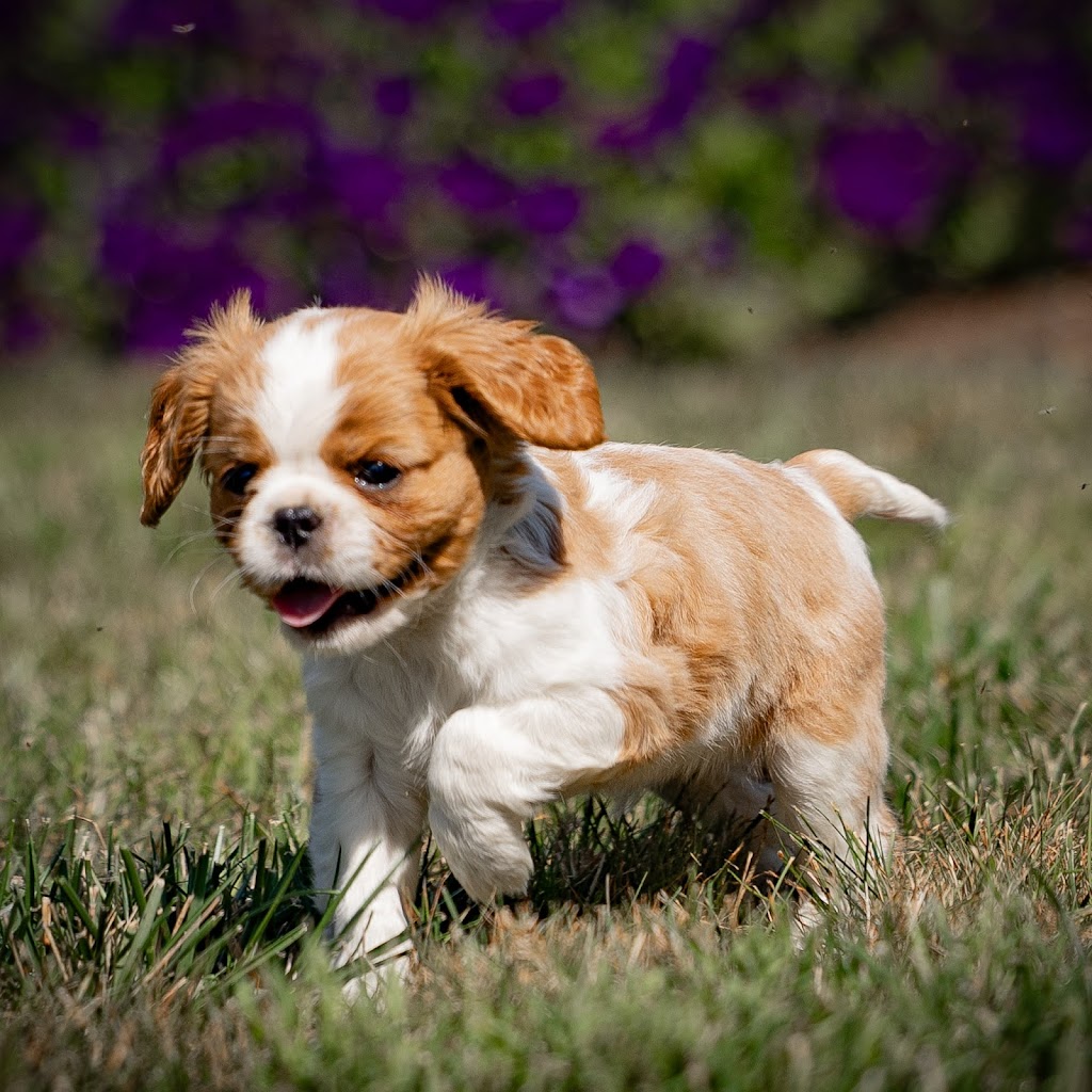 Image for AJ Cavaliers with ID of: 7066724