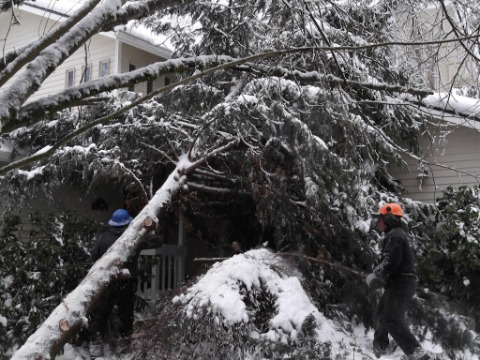 Image for Chandler's Tree & Stump Service with ID of: 7070220