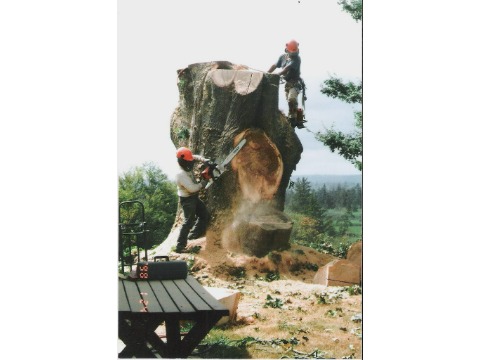 Image for Chandler's Tree & Stump Service with ID of: 7070221