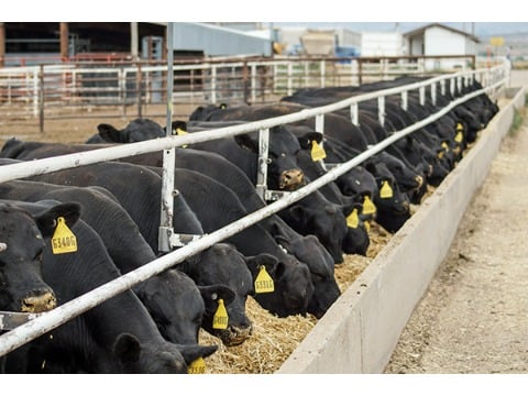 Image for Mountain View Meats with ID of: 7072037
