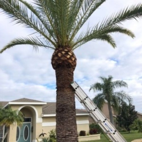 Image for Ecopro Outdoor Solutions: Tree Service Provider with ID of: 7072526