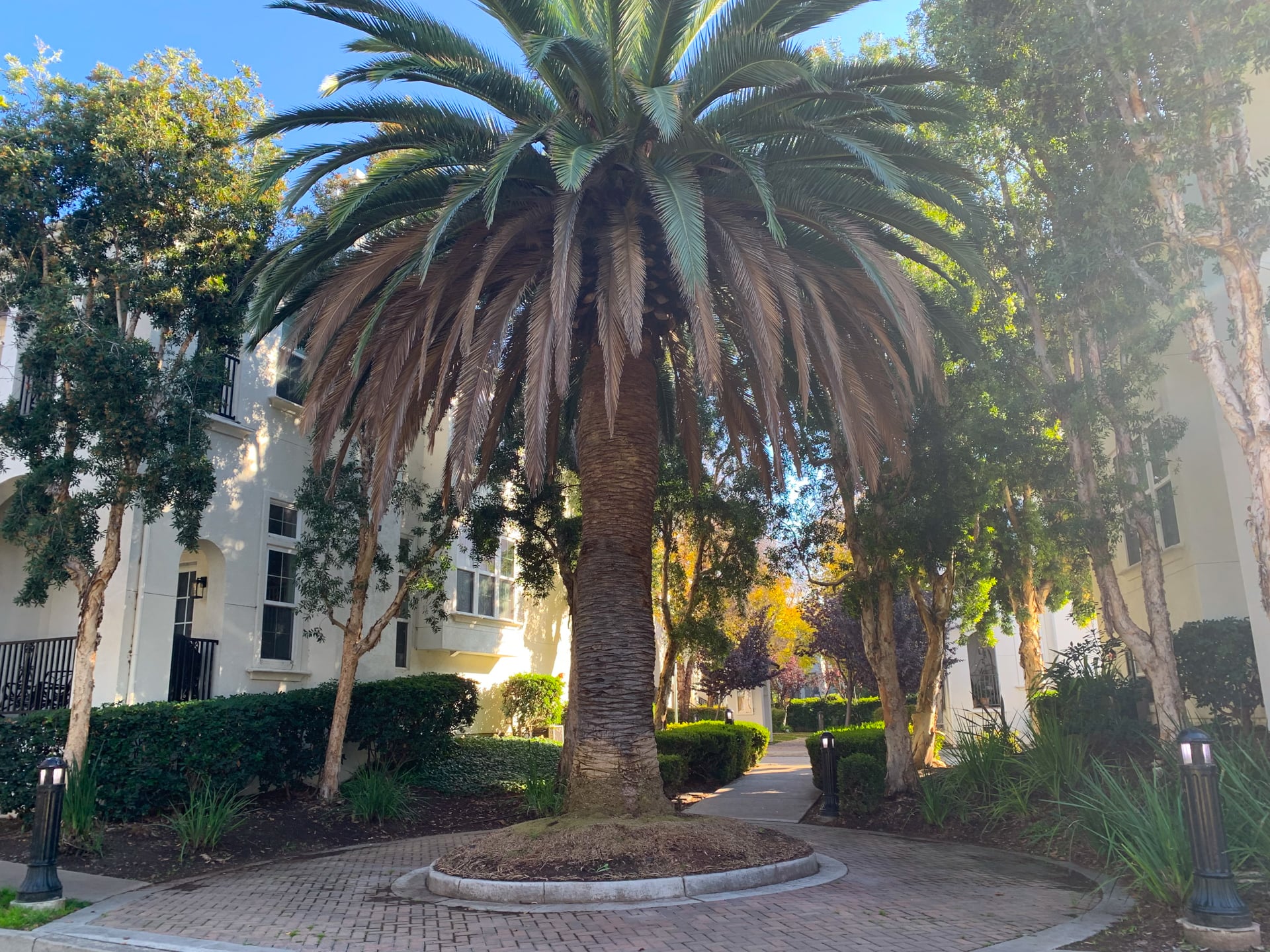 Image for Harmony Place San Jose with ID of: 7073720