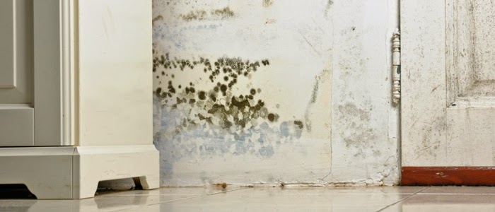 Image for Prime Aire Mold Services with ID of: 7074711