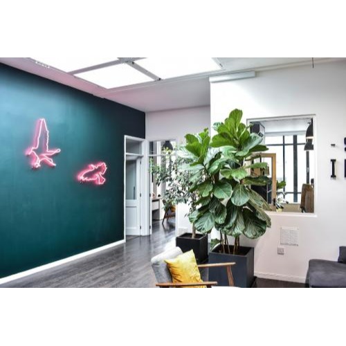 Image for Studio Illicit with ID of: 7075991