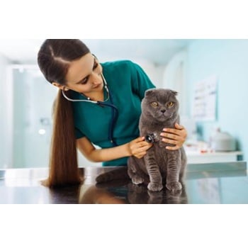 Image for York Davis Veterinary Clinic with ID of: 7076341