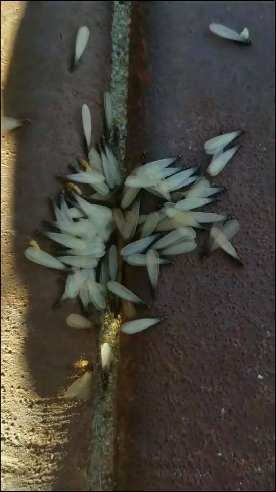 Image for Eagle Pest Solutions with ID of: 7076554