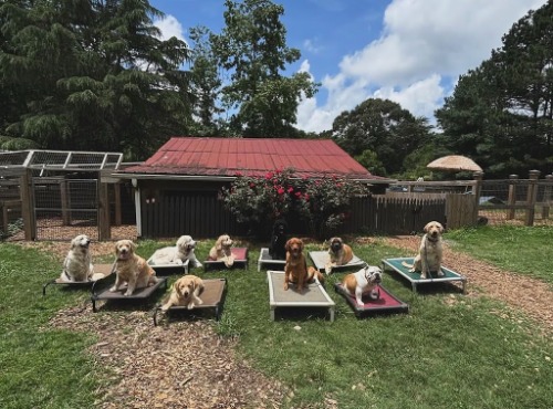 Image for Atlanta Dog Trainer with ID of: 7077693