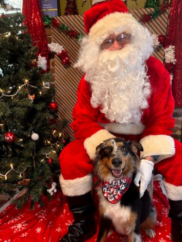 Image for Atlanta Dog Trainer with ID of: 7077695