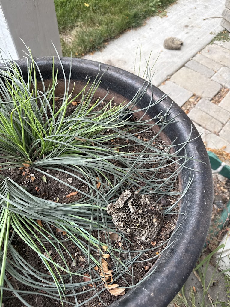 Image for Natura Pest Control with ID of: 7079876