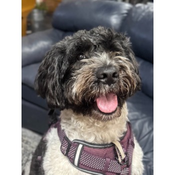 Image for United Pets with ID of: 7080404
