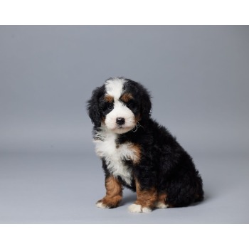 Image for United Pets with ID of: 7080405