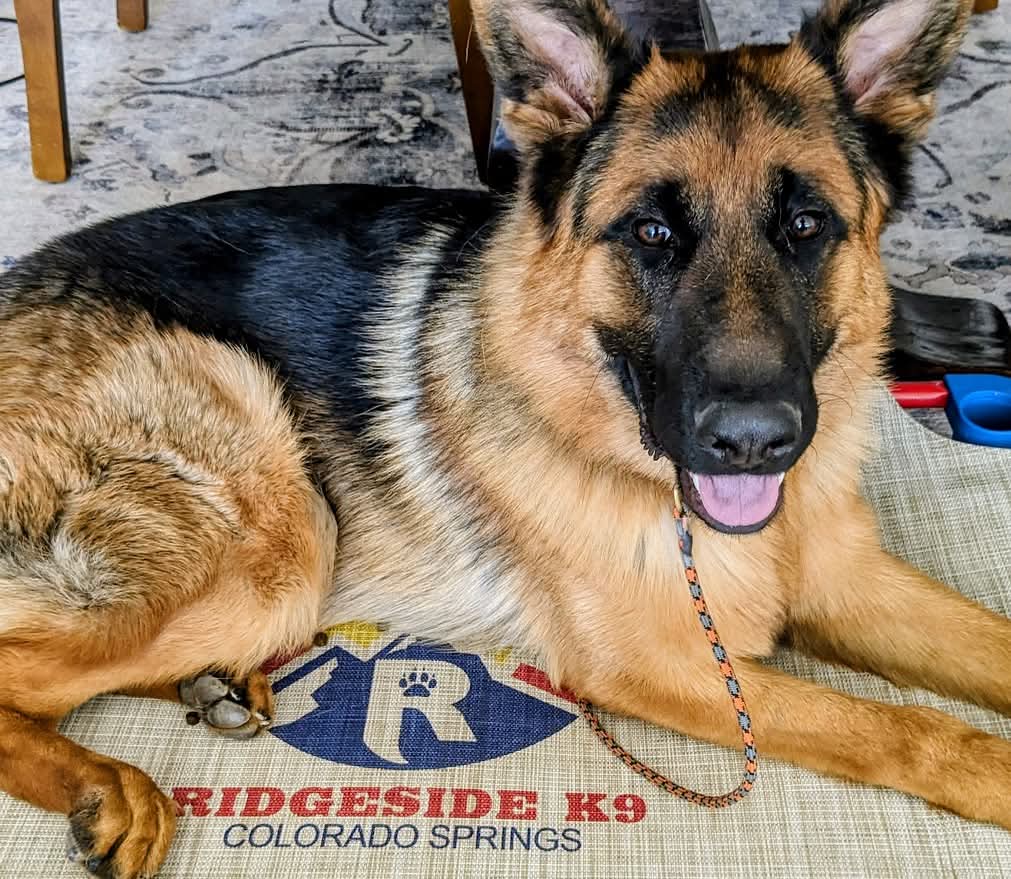 Image for Ridgeside K9 Colorado Springs with ID of: 7081700