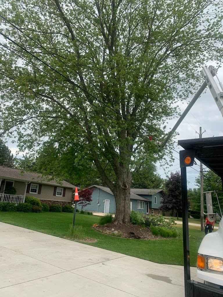 Image for McFarland and Sons Tree Service with ID of: 7082138
