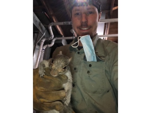 Image for Western Mass Wildlife Removal with ID of: 7083822