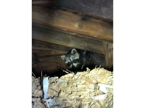Image for Western Mass Wildlife Removal with ID of: 7083823