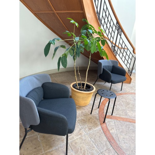 Image for Celoxia with ID of: 7090222