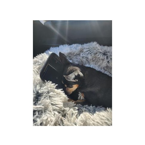 Image for Lindsey Vet Care with ID of: 7090819