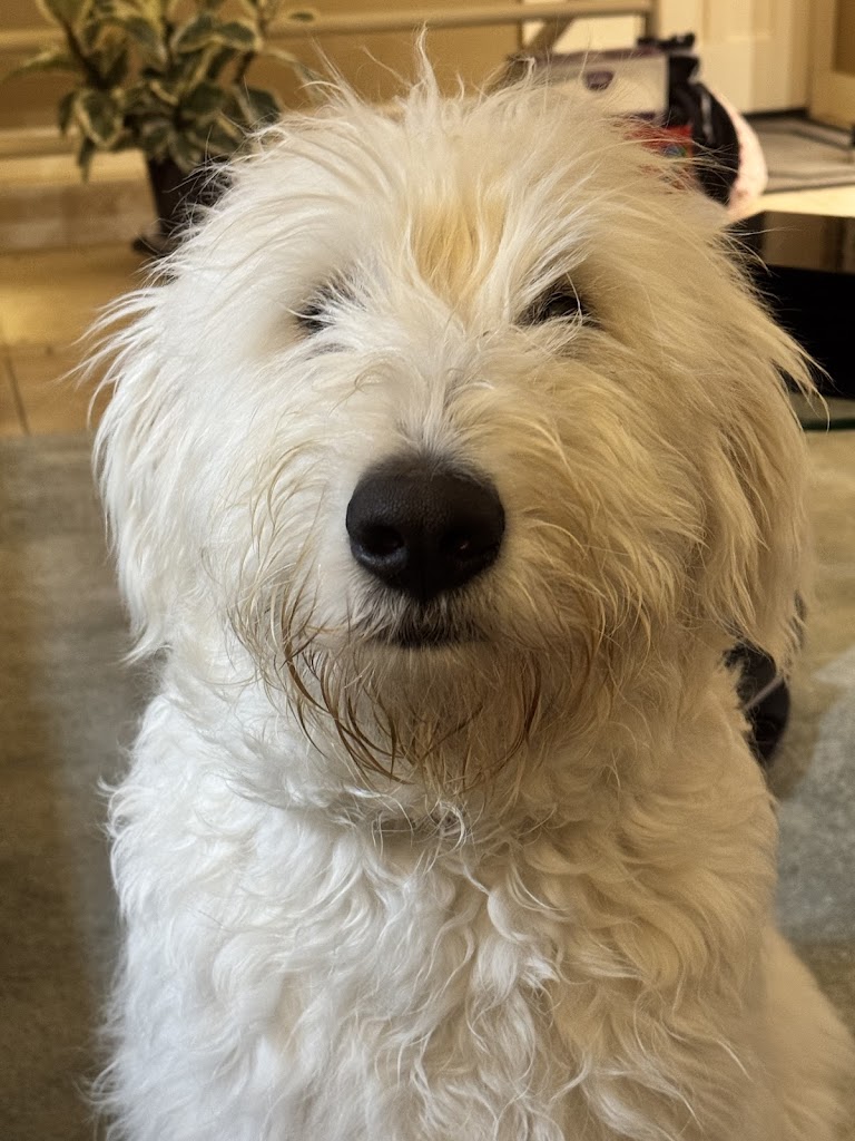 Image for Muttley Crüe Organics with ID of: 7091952