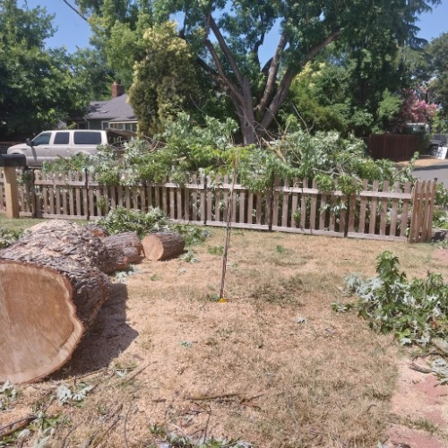 Image for Kingdom Tree Services with ID of: 7092313