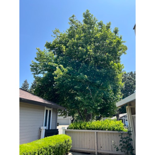 Image for Kingdom Tree Services with ID of: 7092315