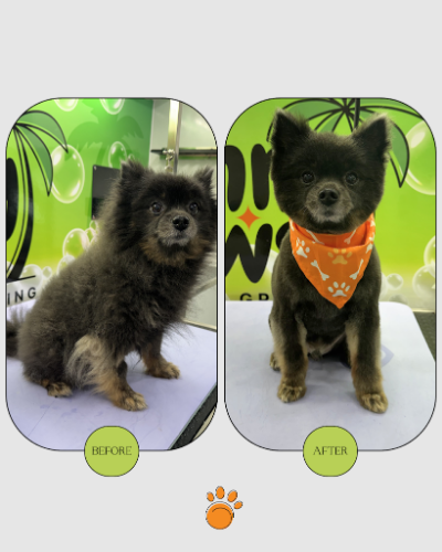 Image for Sunny Paws Mobile Grooming with ID of: 7097502