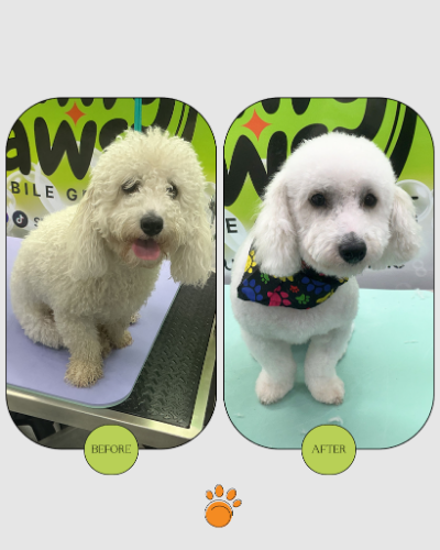 Image for Sunny Paws Mobile Grooming with ID of: 7097503