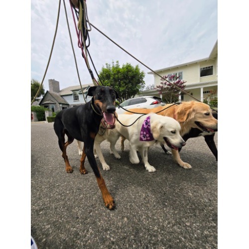 Image for The Healing Pack with ID of: 7097745