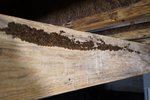 Image for Bowling Green Crawl Space Pros with ID of: 7101048