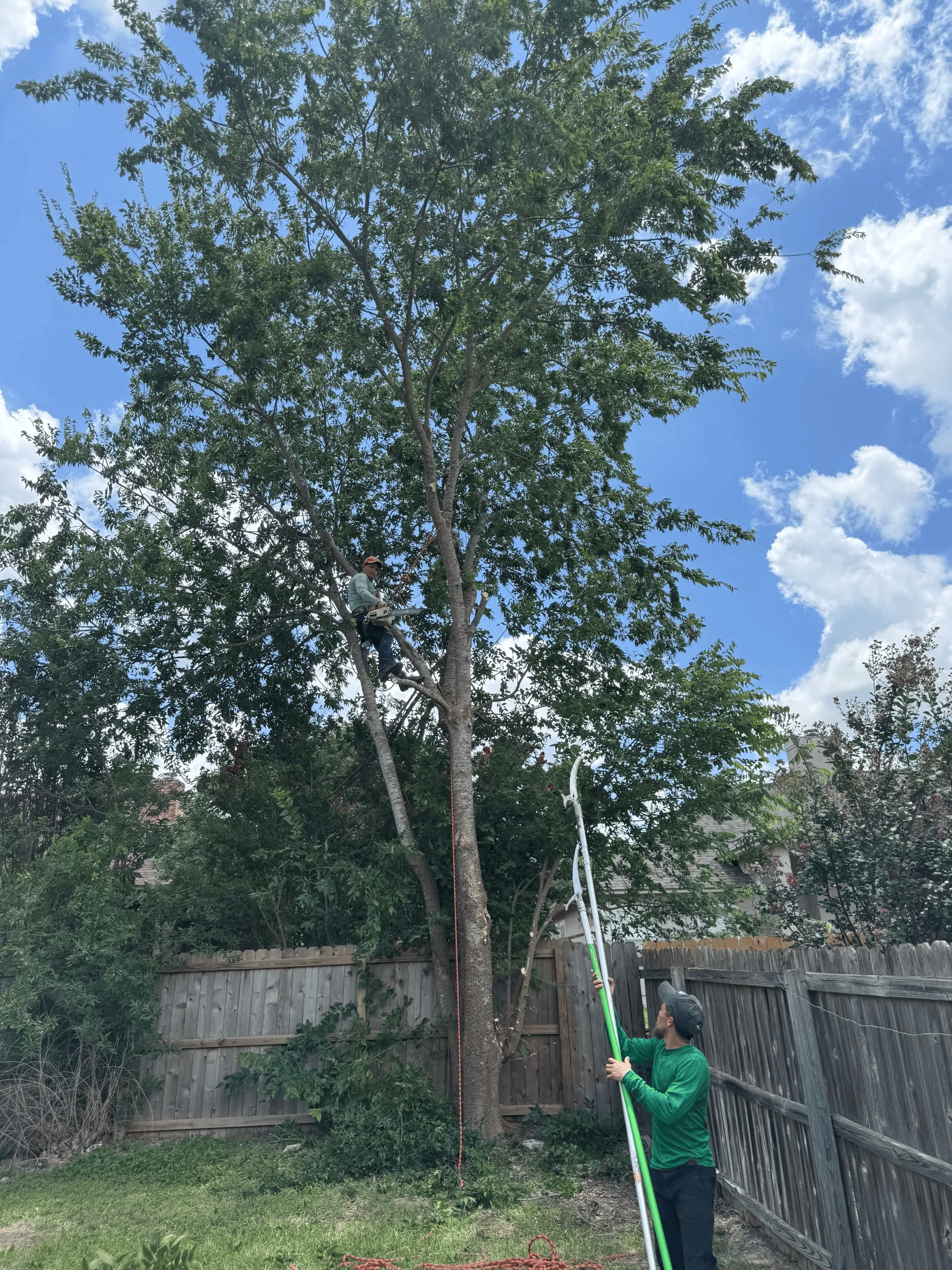 Image for Tree Service Pros with ID of: 7102028