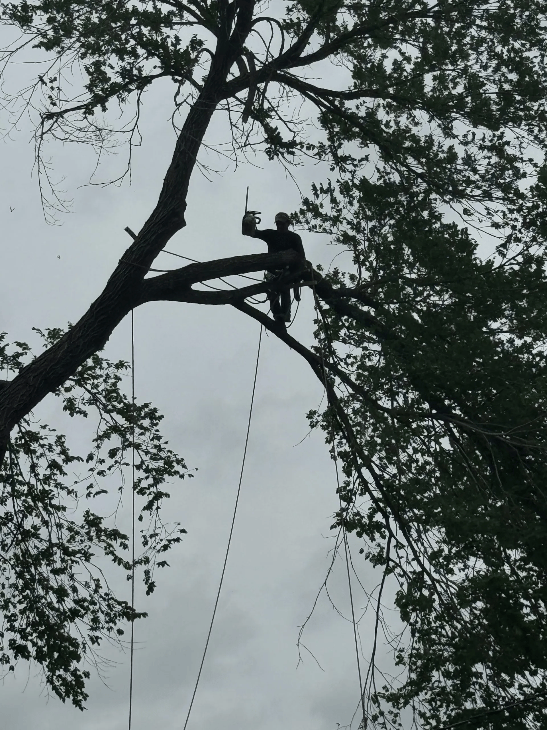 Image for Tree Service Pros with ID of: 7102030