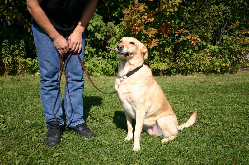 Image for Alpha Paws with ID of: 7104063