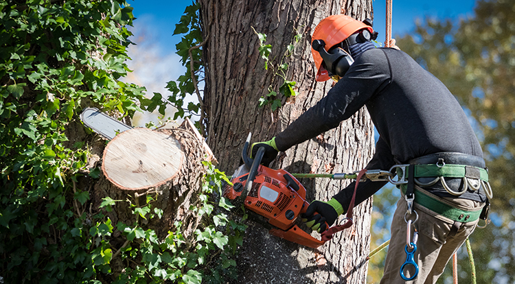 Image for DreamWorks Tree Services with ID of: 7108035
